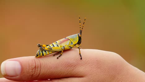 slow motion: close up toxic, colorful male elegant grasshopper turns around on caucasian womans hand with green out of focus background