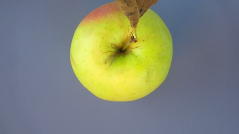 la manzana gira en círculo. video de comida.