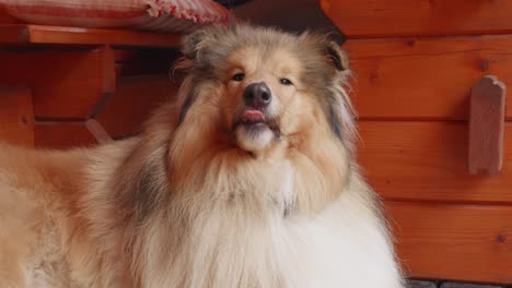 a close-up view of adorable rough collie dog smiling