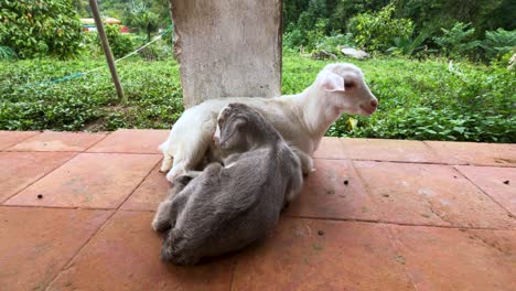 two baby goats resting on the porch of a house