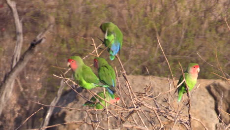 four rosy-faced lovebirds on twigs, rocks in background