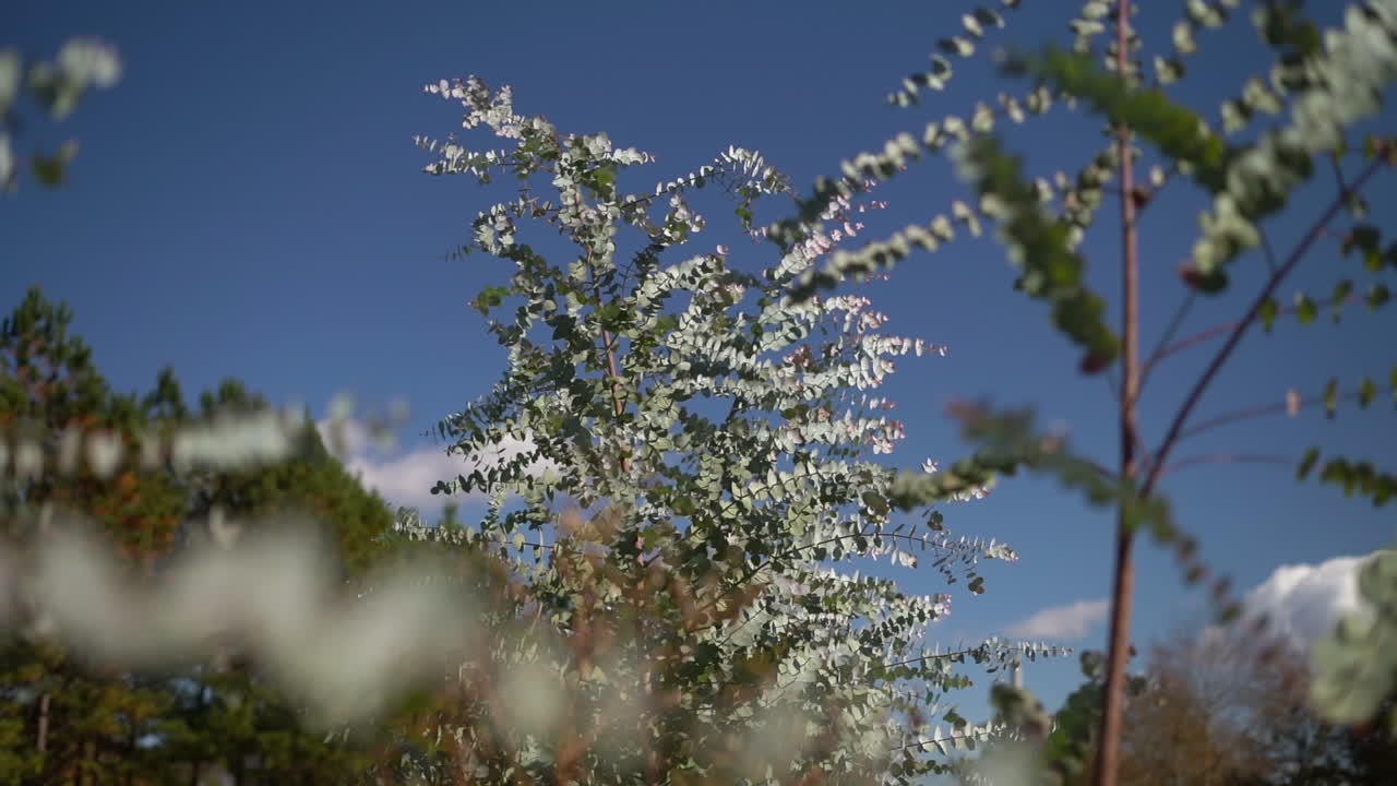 Grand and tall eucalyptus silver dollar tree blowing frivolously in the wind on a partly cloudy day