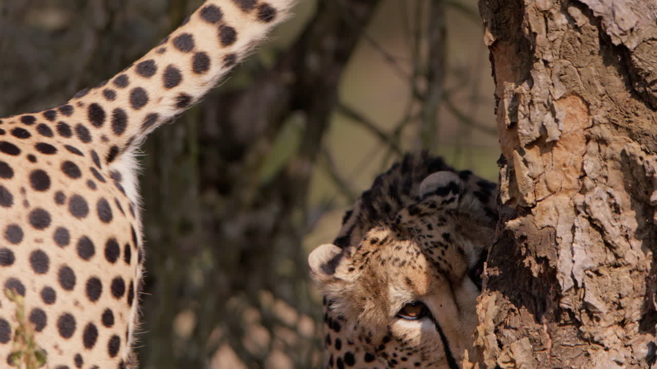 Close up shot of a cheetahs back spraying urine a tree