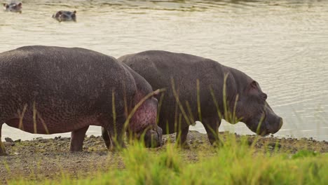 hipopótamo, hipopótamo relajándose a orillas del río mara, vida silvestre africana en la reserva nacional de masai mara, kenia, áfrica animales de safari en la reserva de masai mara norte