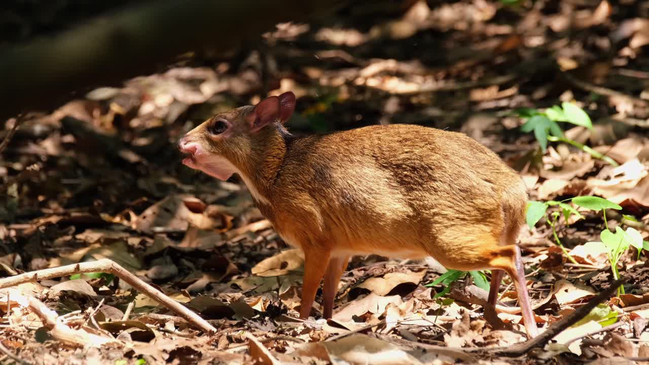 카메라가 아래로 기울어져 있는 동안 숲 바닥에 떨어진 과일을 심각하게 먹고 있습니다. 덜 쥐 사슴 tragulus kanchil, khaeng krachan 국립 공원, 태국