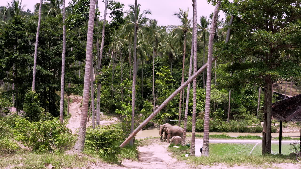 사로잡힌 아시아 코끼리 들 이 코끼리 보호 구역 에 있는  ⁇  나무 아래 에서 먹이 를 먹고 있다