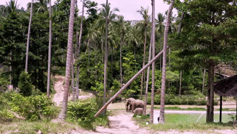 Captive-asian-elephants-grazing-below-palm-trees-in-elephant-sanctuary