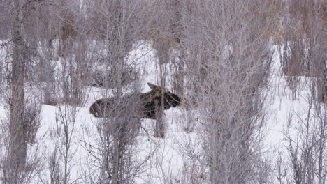 moose laying in the snow and brush while chewing on twigs