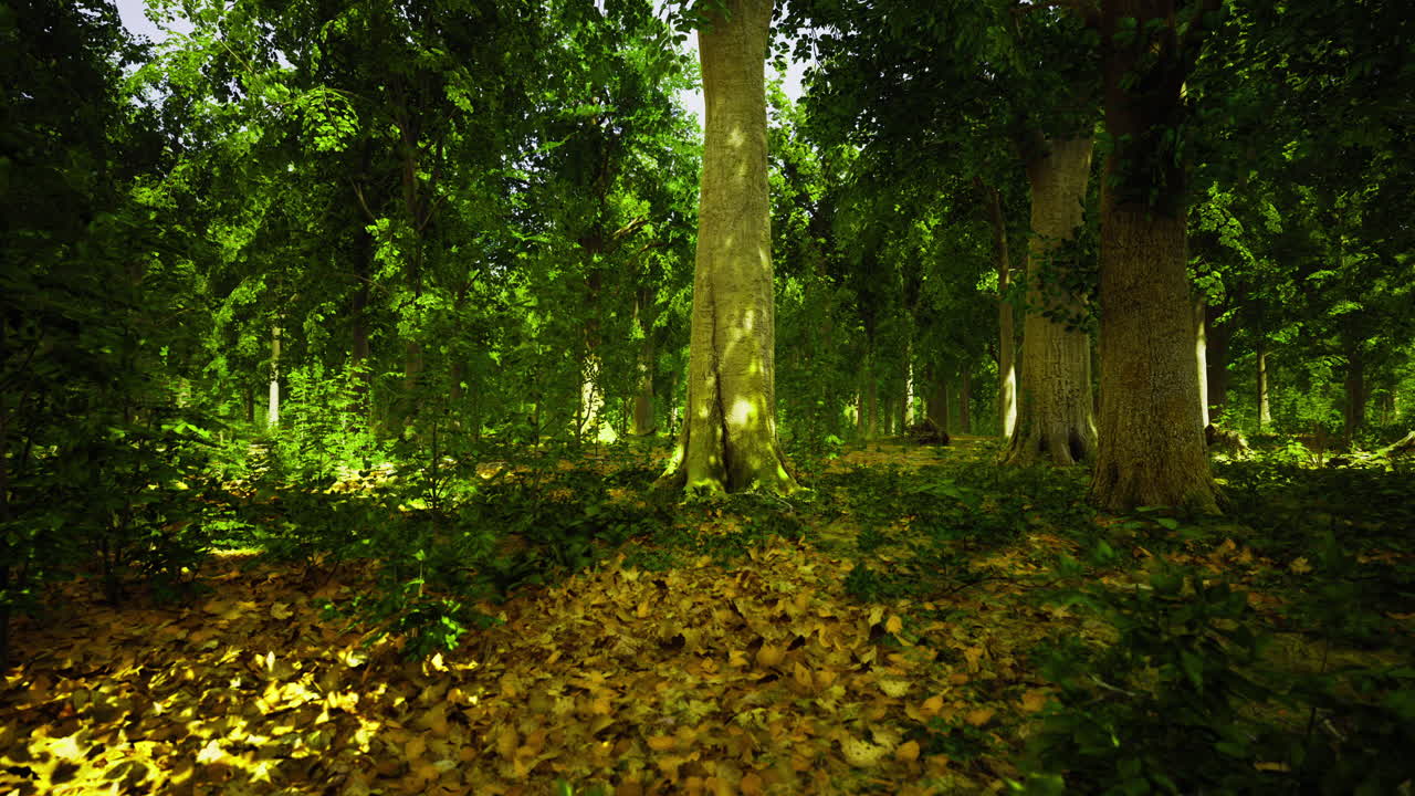 Foresta maestosa illuminata dalla luce dorata del sole durante una tranquilla passeggiata pomeridiana
