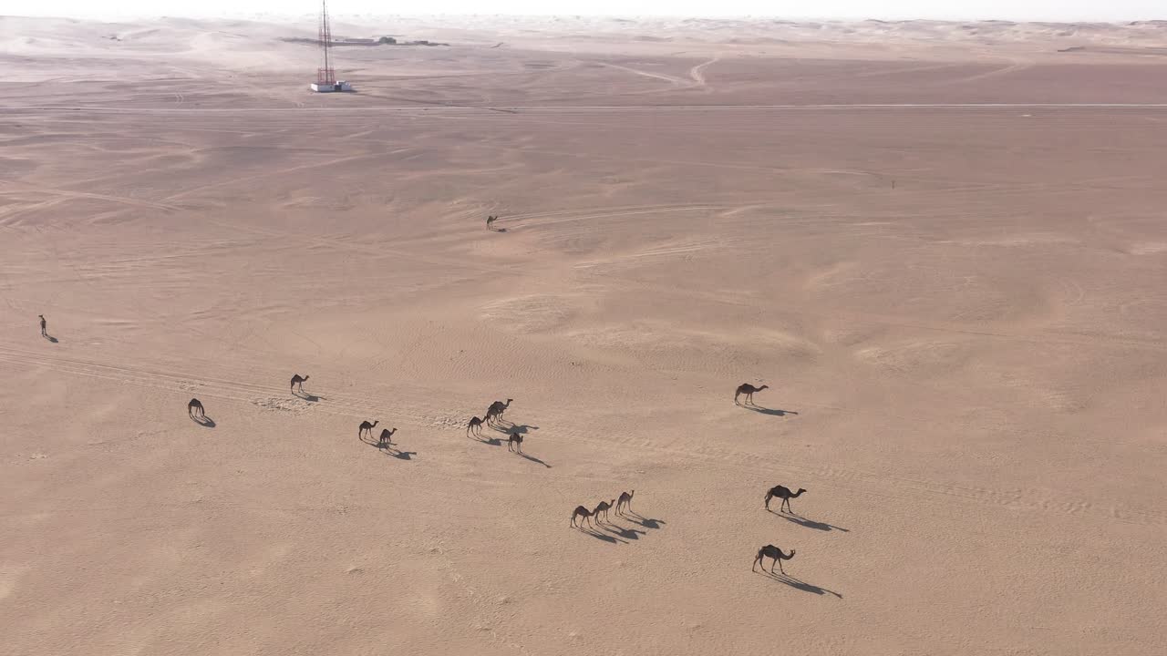 toma aérea de un rebaño de camellos caminando lentamente en el desierto árabe seco y caliente