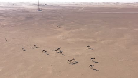 Aerial-drone-shot-of-a-camel-herd-walking-slowly-in-the-hot-dry-Arabian-desert
