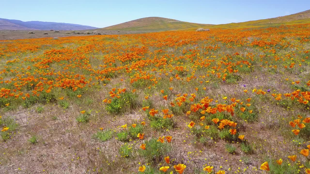 캘리포니아 양귀비 야생화의 아름다운 주황색 들판 위에 낮은 공중
