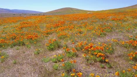 a low aerial over a beautiful orange field of california poppy wildflowers