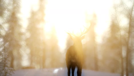 proud noble deer male in winter snow forest