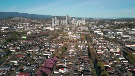 Vista-Aérea-De-La-Zona-Residencial-De-Burnaby-En-El-Barrio-De-Vancouver-Con-Flores-De-Cerezo-En-Primer-Plano-Y-Rascacielos-Al-Fondo,-Columbia-Británica,-Canadá