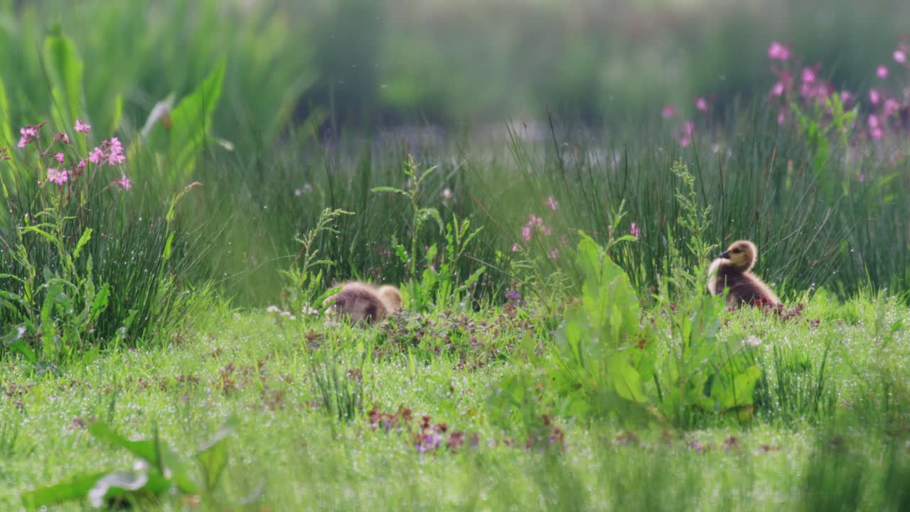 семья канадских гусей на луге