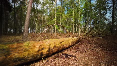 Gefällter-Baum-Mit-Verdorrten-Trockenen-Zweigen-In-Herbstlicher-Landschaft-Veluwezoom-Niederlande