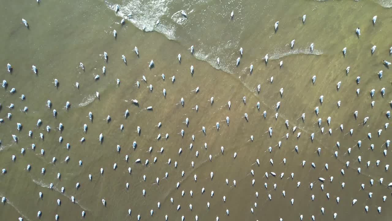 pájaros en el río de primer plano a vista amplia