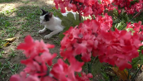 cat and red flower