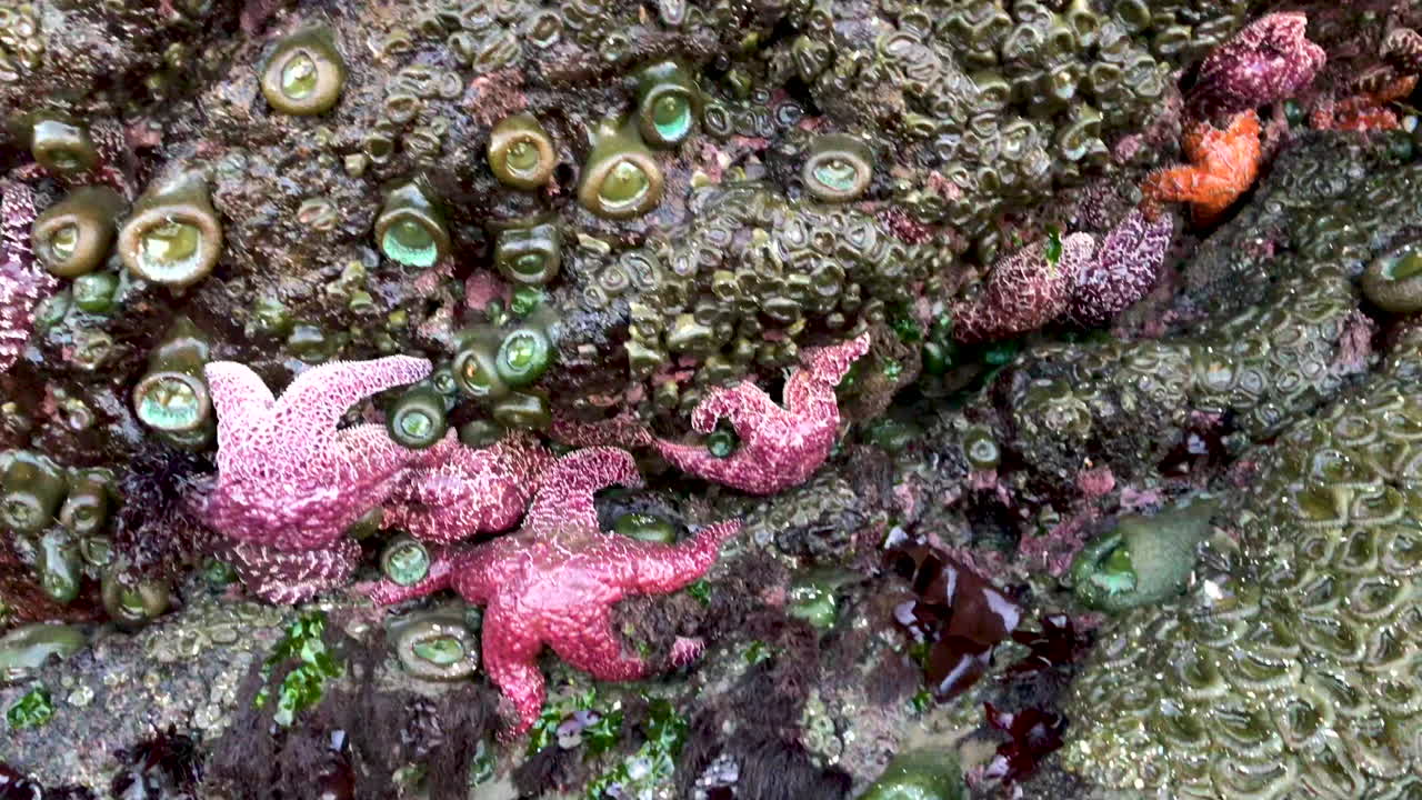 Red and purple star fish on rocks during low tide
