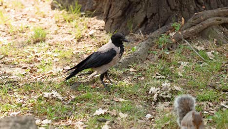 crow and squirrel in a natural setting