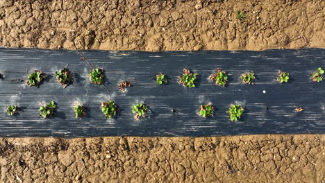 Filas-De-Plantas-De-Fresa-Crecen-Con-Plástico-Negro-En-Primavera