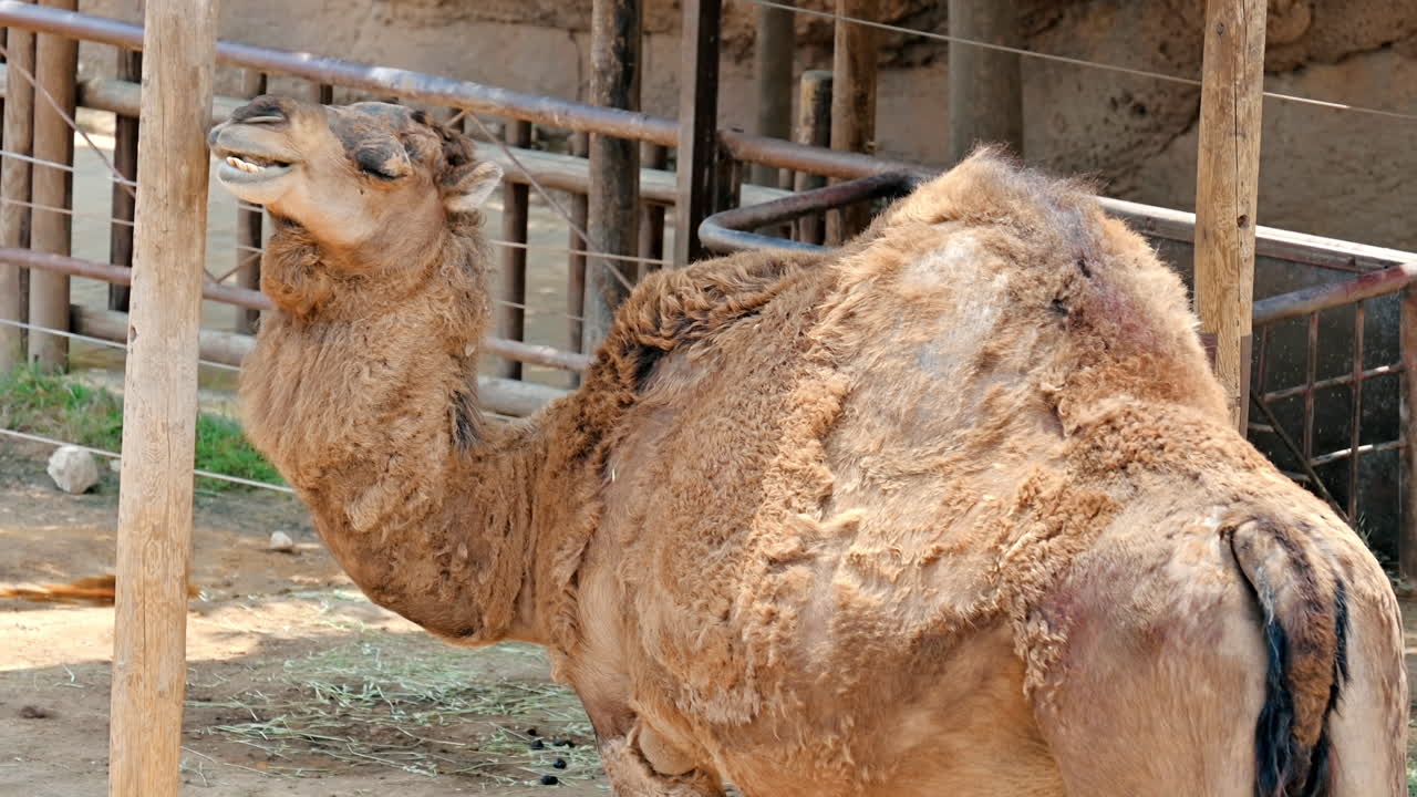 スペイン、ベニドームのテラ・ナチュラ動物園で、背中を掻いている換毛期のラクダ