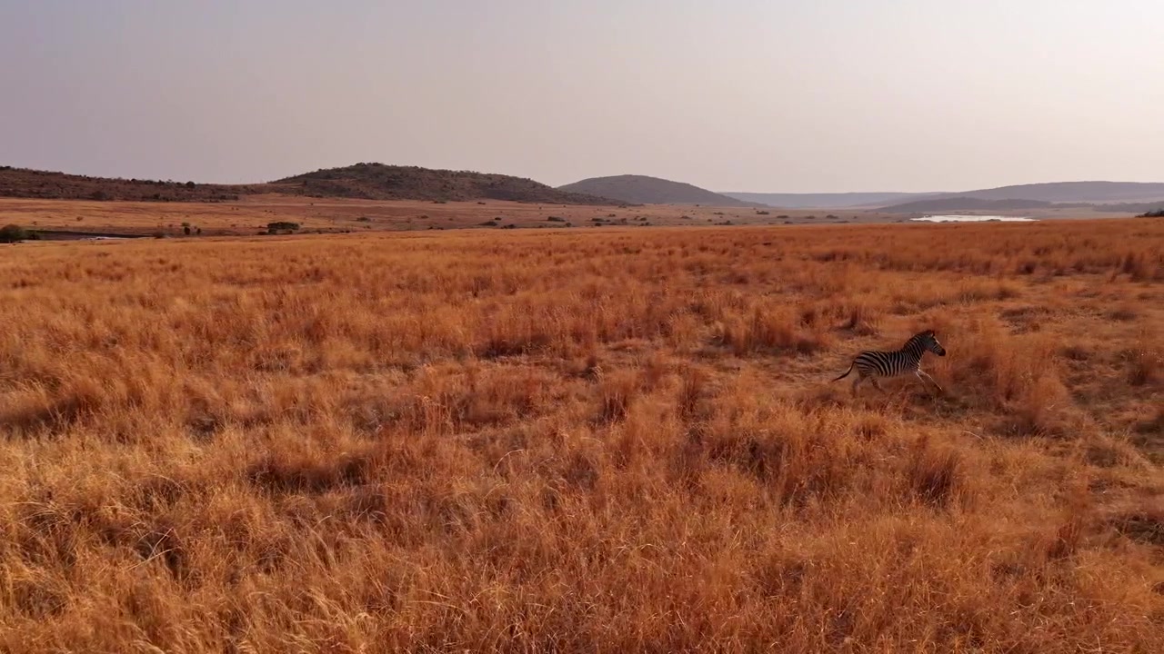 Drone segue una zebra solitaria che corre attraverso l'erba dorata della savana al tramonto