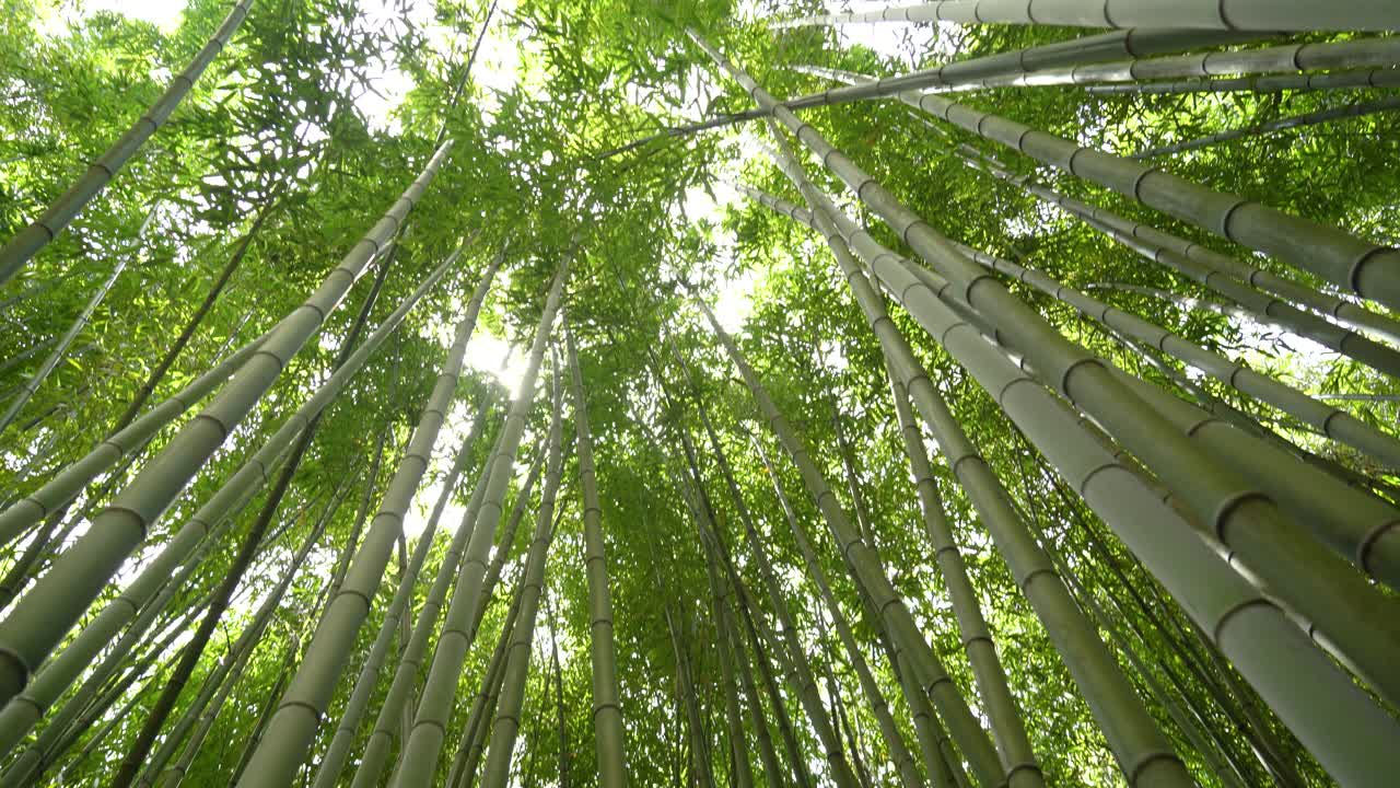 Camera Looking Up Bamboo Forest in Botanical Garden of the University of Coimbra