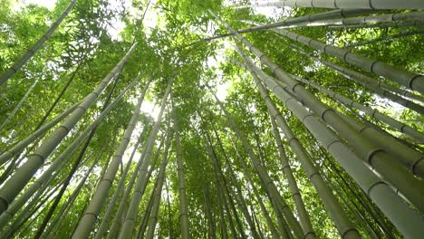camera looking up bamboo forest in botanical garden of the university of coimbra