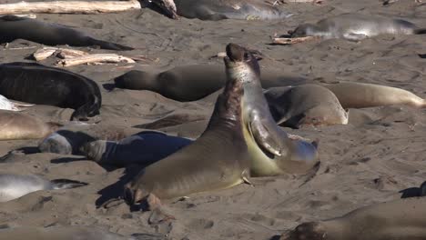 Männliche-Seeelefanten-Kämpfen-Und-Schieben-Brust-An-Brust-In-Big-Sur-In-San-Simeon,-Kalifornien