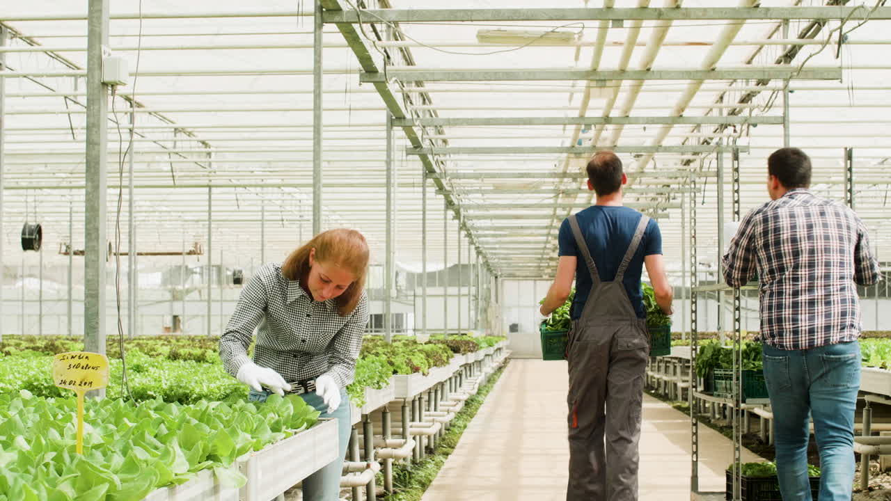 Workers Harvesting Vegetables in a Greenhouse