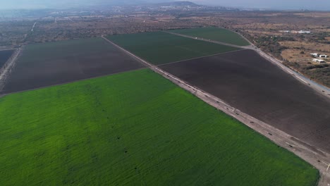 Aerial-of-green-plots-of-land-filled-with-garlic-and-asparagus-farms-in-mexico