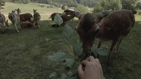 Eine-Hirschkuh,-Die-Astblätter-Von-Einer-Menschlichen-Hand-In-Einem-Berg-Frisst