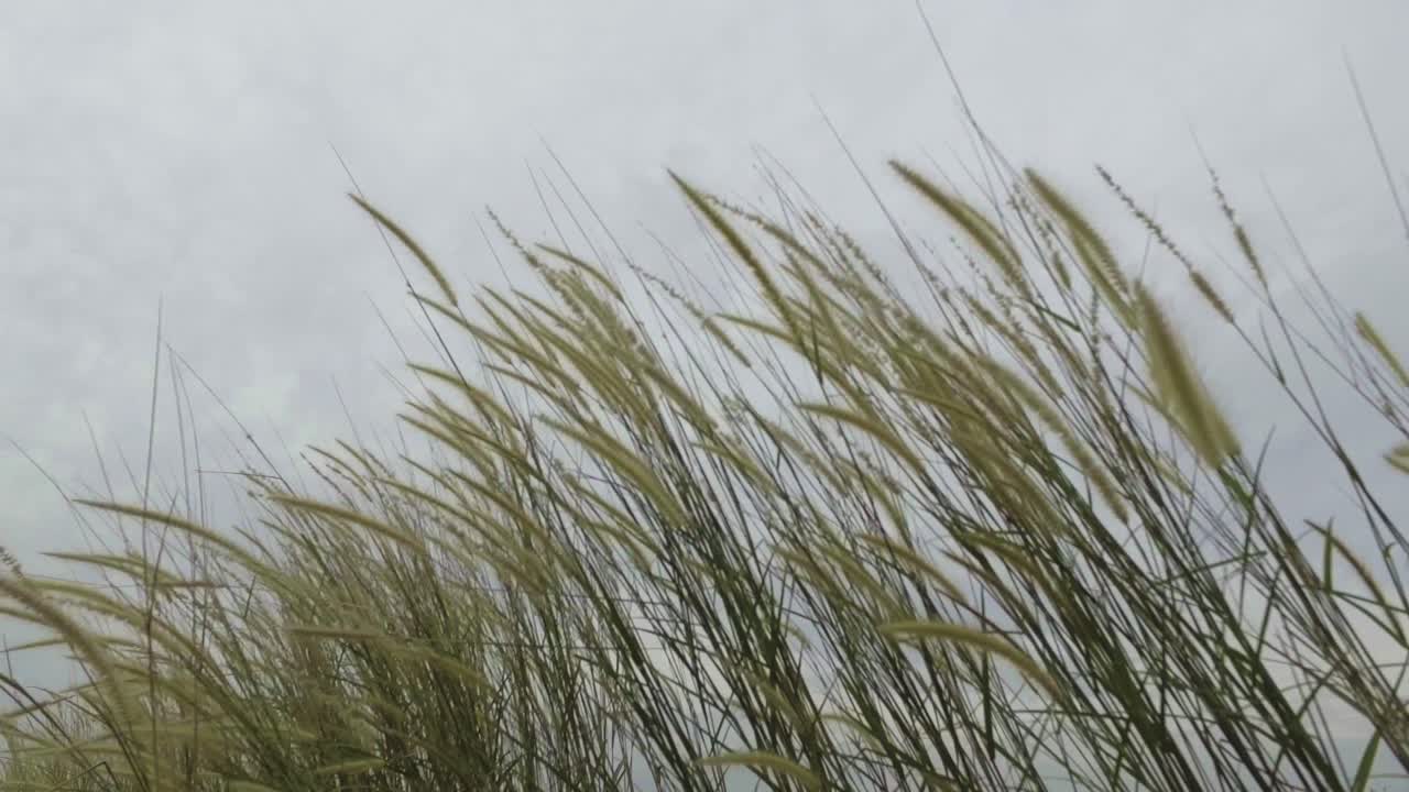 낮에는 풀이 바람에 날린다