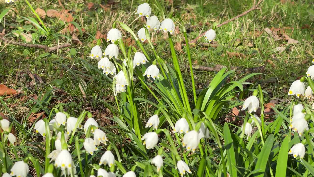 Campanellini primaverili con fiori bianchi pendenti a forma di campana che sbocciano tra l'erba verde