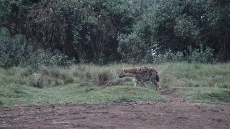 african spotted hyena wander in the wild forest