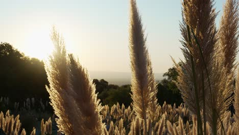 Pampa-grass-flowers-at-sunset-in-backlight-with-valley-below