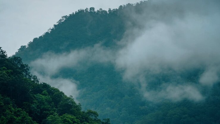 Jungle Mists Timelapse