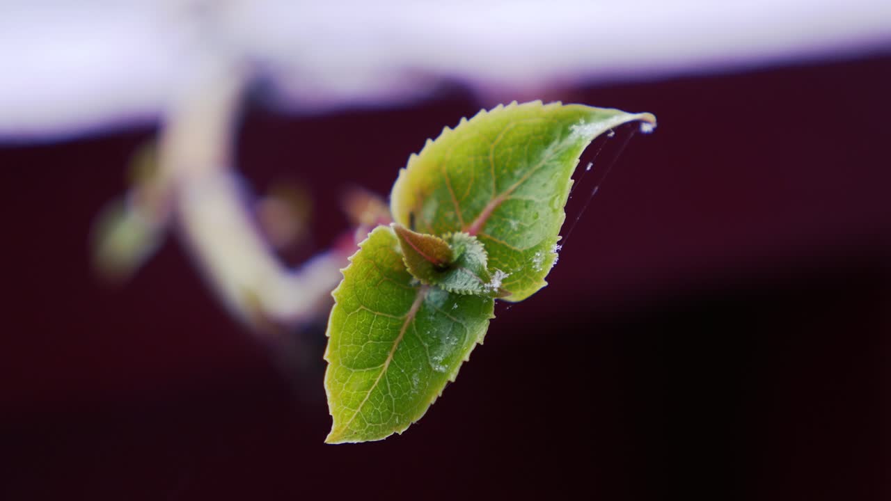 Green leaves growing in the middle of a snowy winter