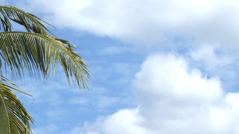 Coconut-palm-boughs-blowing-in-the-balmy-breeze-on-an-overcast-day-in-a-tropical-vacation-destination