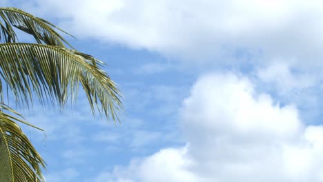 ramas de palma de coco soplando en la brisa suave en un día nublado en un destino de vacaciones tropical