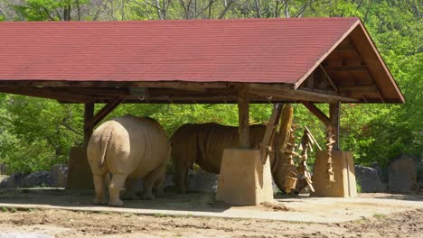 Zwei-Breitmaulnashörner-Stehen-An-Sonnigen-Tagen-Friedlich-Im-Schatten-Des-Tierheims-Im-Zoo