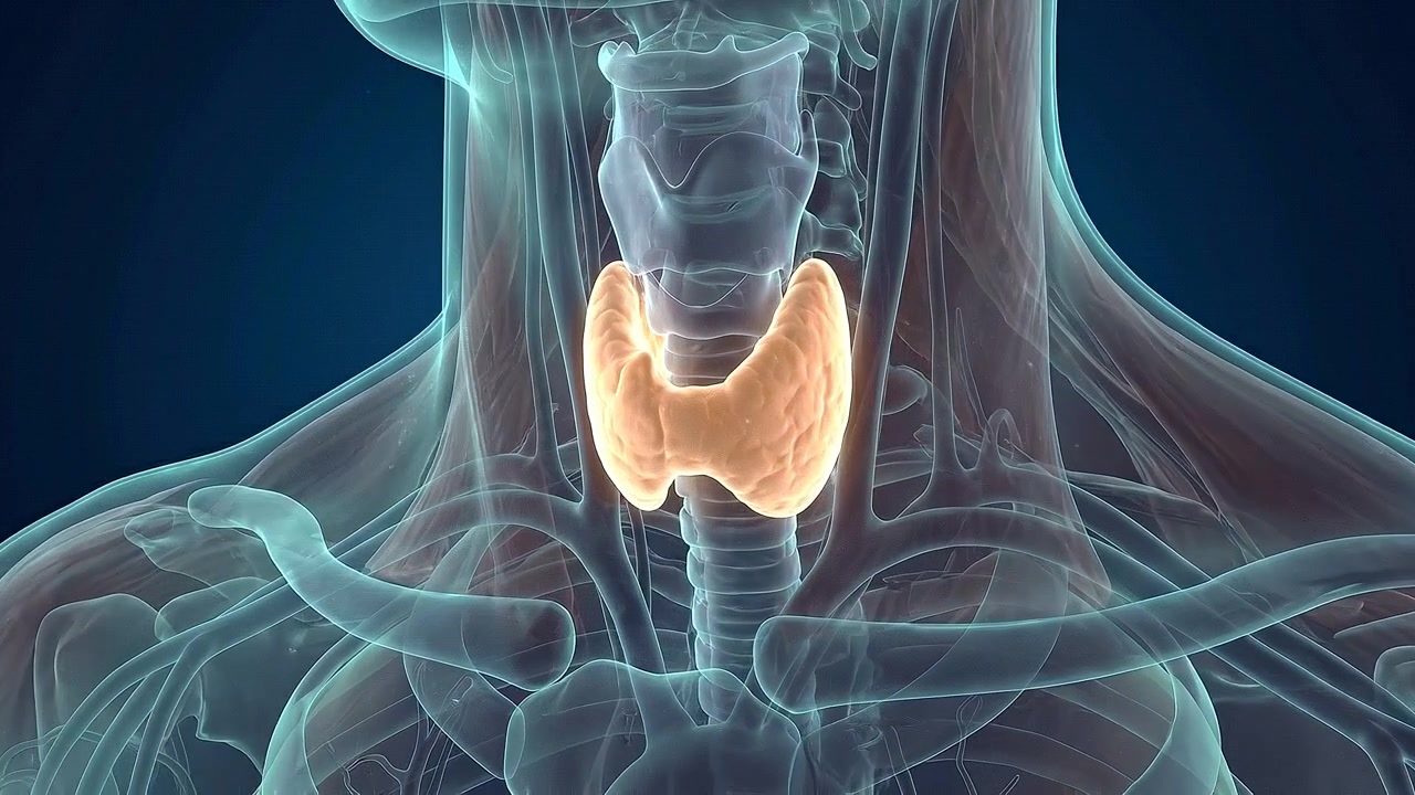 Thyroid gland glowing orange inside transparent neck and upper chest in medical view