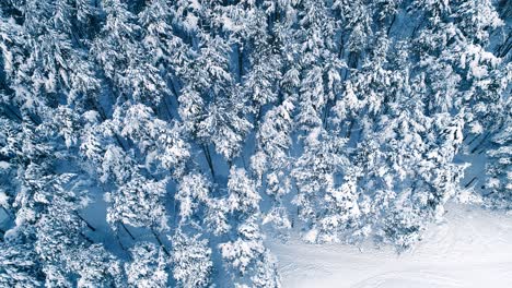 Verschneite-Äste-Im-Wald.-Wintermärchen-Hintergrund