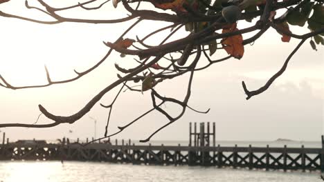 Äste-Bei-Sonnenuntergang-Mit-Pier-Im-Hintergrund