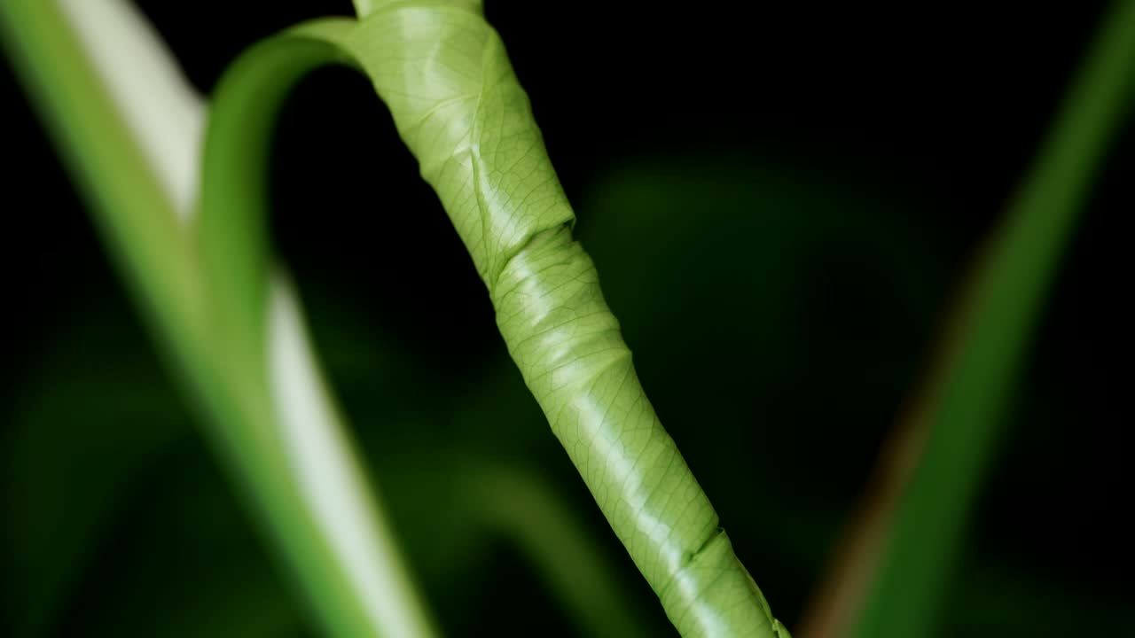 hoja de brotación de la planta monstera deliciosa