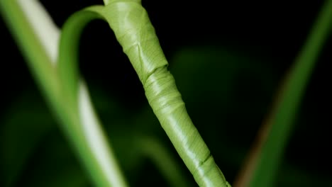 Sprießendes-Blatt-Der-Pflanze-Monstera-Deliciosa.-Nahaufnahme,-Verfolgung