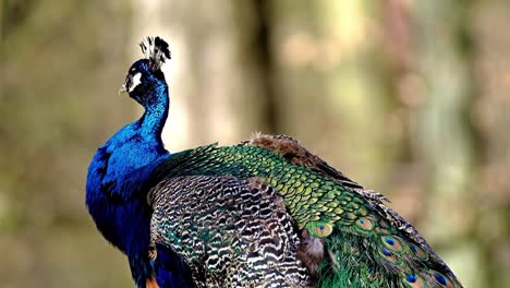 Cierre-La-Vista-De-Video-De-4k-De-Un-Asombroso-Pavo-Real-Y-Su-Gran-Color-Azul,-Una-De-Las-Aves-Más-Grandes-Del-Mundo