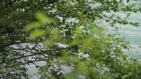 branches with leaves in front of a river